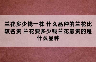 兰花多少钱一株 什么品种的兰花比较名贵 兰花要多少钱兰花最贵的是什么品种